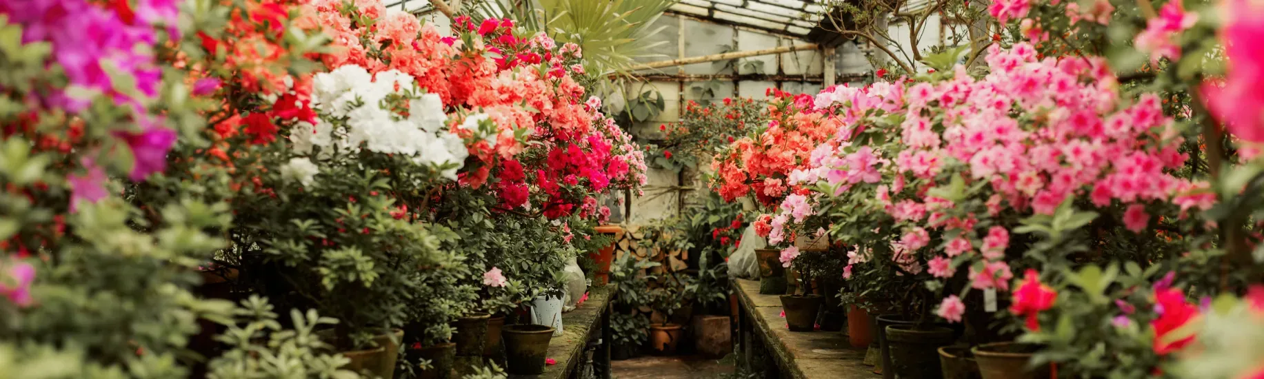 Greenhouse Atelier — slide 2